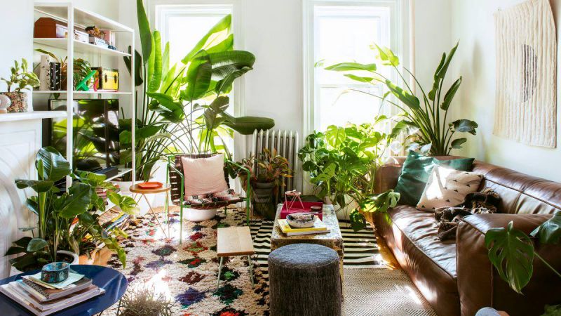 Cara Untuk Membuat 5 Ruangan Di Rumah Menjadi Lebih Menawan Dengan Tanaman Hias